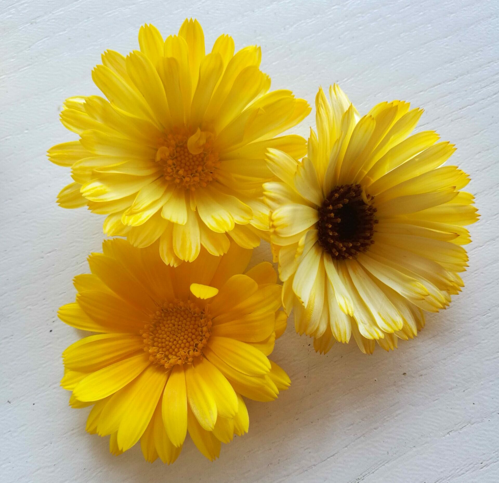Mehr über den Artikel erfahren Die Ringelblume – Calendula officinalis